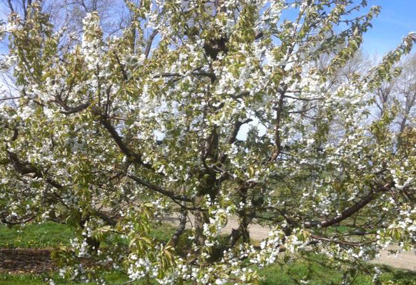 Campo di ciliegi in fiore - Bissolo Gabriele Group